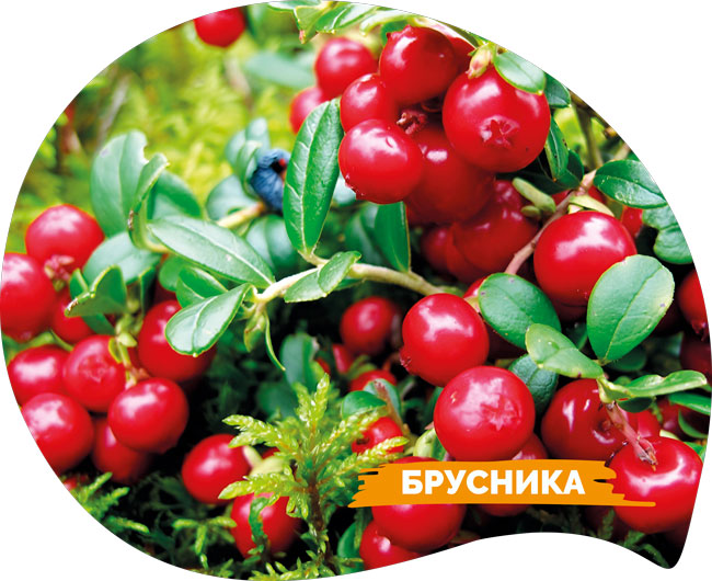 ������ ��������������� ���������� ����� � ��������� ����� 